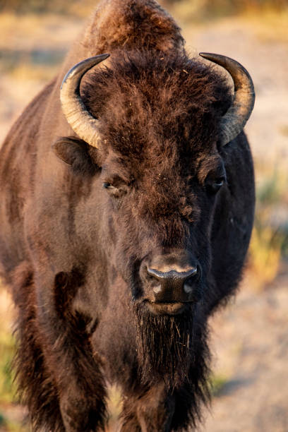 istock Bison in Yellowstone National Park 1277662029
