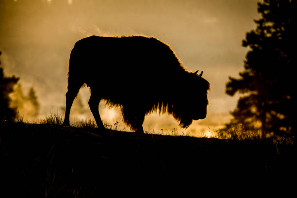 istock Bison in Yellowstone National Park 1277662036