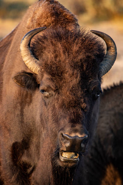 istock Bison in Yellowstone National Park 1277662556