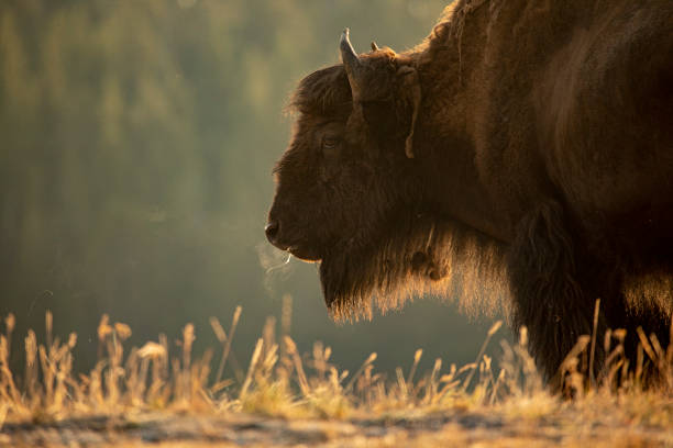 istock Bison in Yellowstone National Park 1277662574