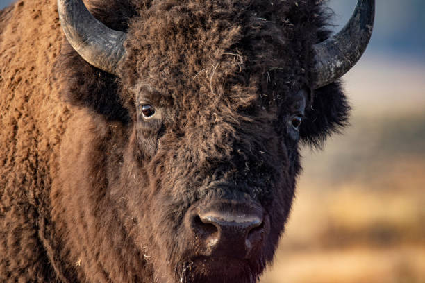 istock Bison in Yellowstone National Park 1277662576
