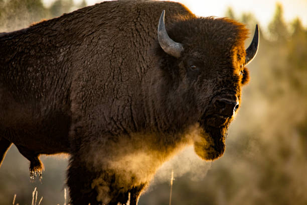 bison in yellowstone national park - bisonte imagens e fotografias de stock