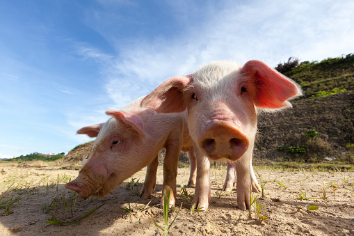 Two juvenile pigs walking outdoors on a farm.