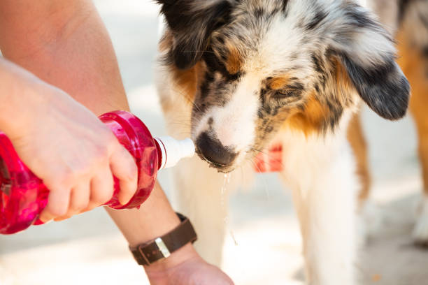 istock Border Collie puppy drinking water during a hot summer day 1277668028