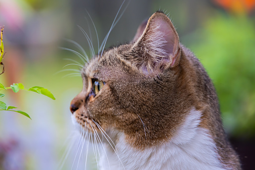 portrait close-up of a domestic cat with yellow eyes. Curious look of a cat with brown and white fur. The green of the plants of the backyard in the background