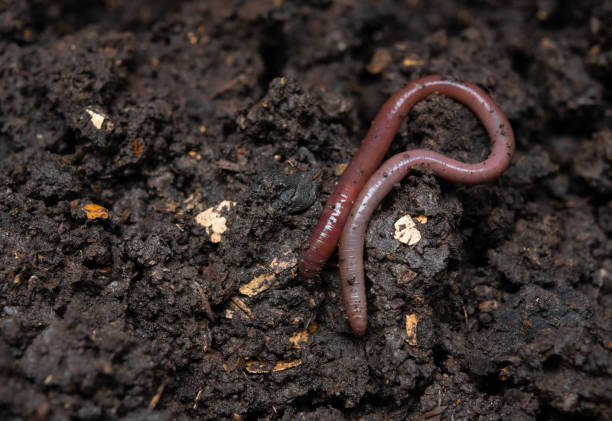 istock Earthworms (Dendrobena Veneta) in black soil 1277670294