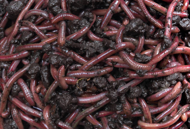 istock Group of Earthworms (Dendrobena Veneta) in black soil 1277670306