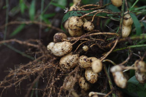 istock Peanut cultivation / Agriculture stock photos 1277671451