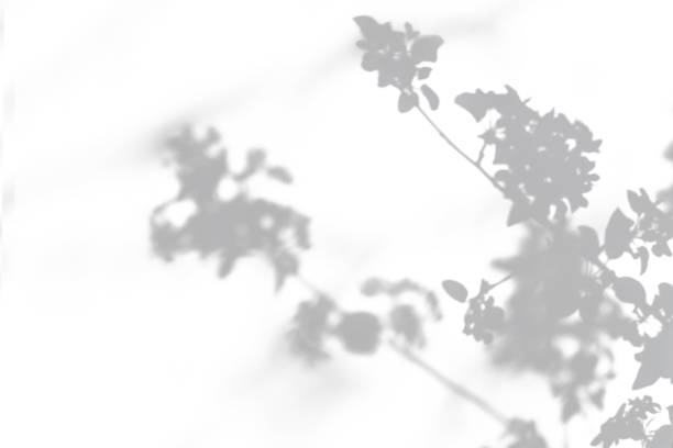 istock Gray shadow of blossoming apple tree on white wall. Abstract blurred background 1277675104