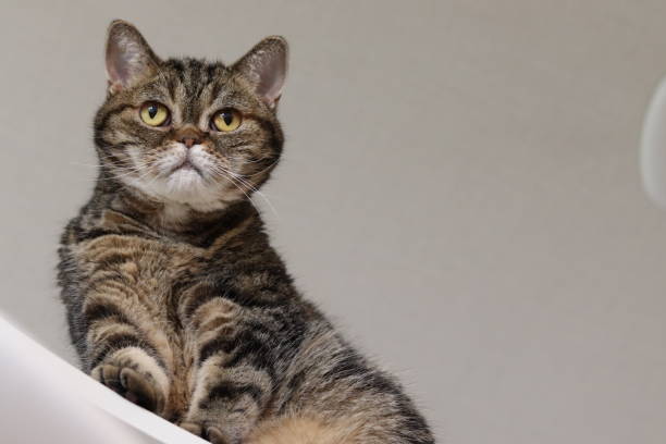 istock American shorthair cat looking down from the cat tower. 1277675611