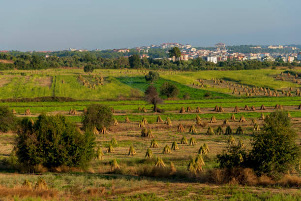 istock sesame harvest in autumn 1277676332