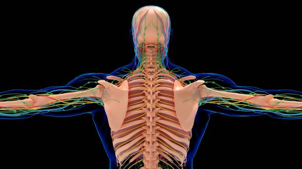 istock Human Skeleton Anatomy With Circulatory System and Lungs For medical concept 3D 1277676533