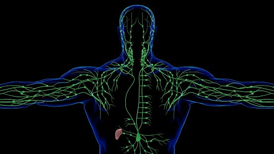 Anatomía de los ganglios linfáticos humanos Para el concepto médico 3D photo