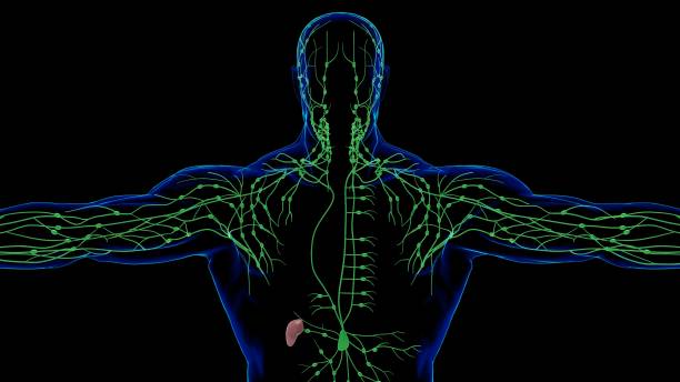 ヒトリンパ節医療概念のための解剖学 3d - lymphatic system ストックフォトと画像