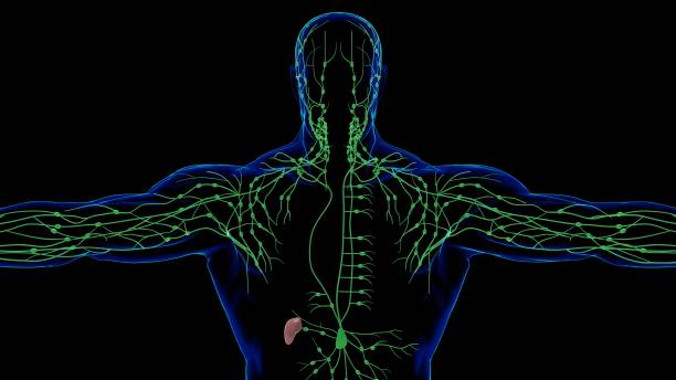 анатомия лимфатических узлов человека для медицинской концепции 3d - lymphatic system стоковые фото и изображения