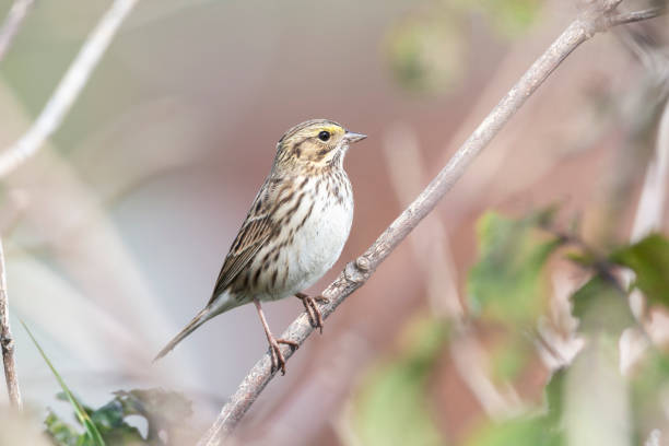 pájaro gorrión de la sabana - passerculus sandwichensis fotografías e imágenes de stock