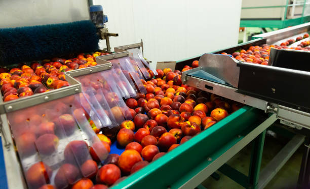 istock Washed peaches on sorting conveyor belt in fruit packing plant 1277683477