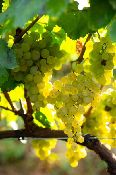istock Closeup of ripe grapes on vine in vineyard 1277683482