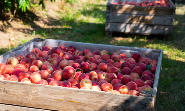 istock Freshly picked peaches in wooden box in green orchard 1277683491