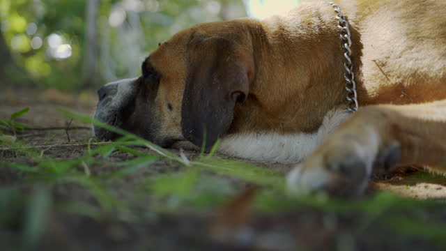 Bullmastiff dog lying on ground