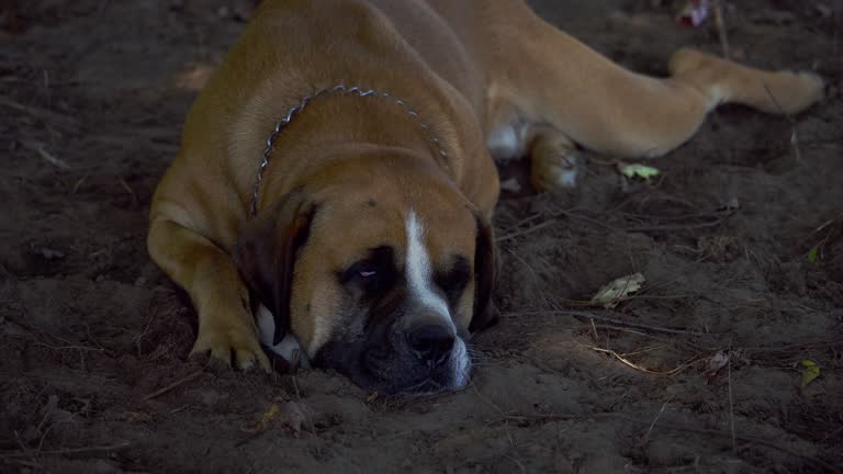 Bullmastiff dog lying on sand ground