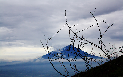 Guntu Tree Dry Tree Branches In Mount Guntur West Java Indonesia Stock Photo ...