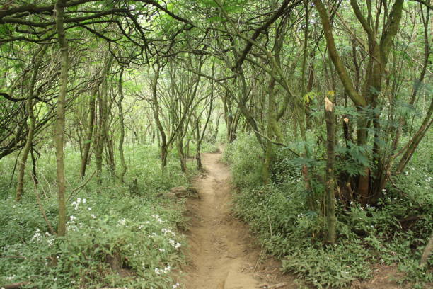 istock Beauty scenery of forest from Mount Ciremai track via Palutungan, West Java, Indonesia. 1277689054