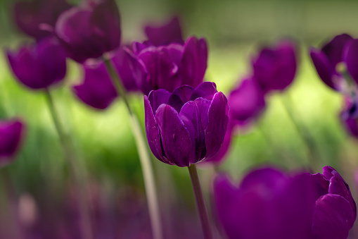 Tulip with purple flowers and green leaves