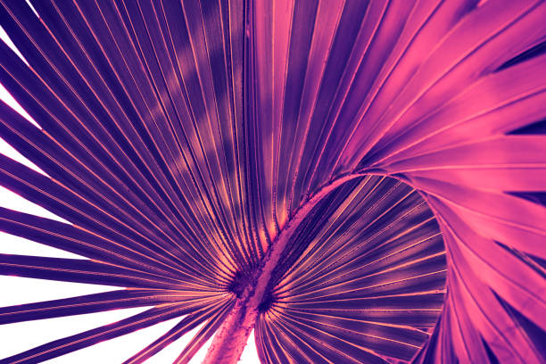 istock tropical leaves, abstract nature background 1277690624