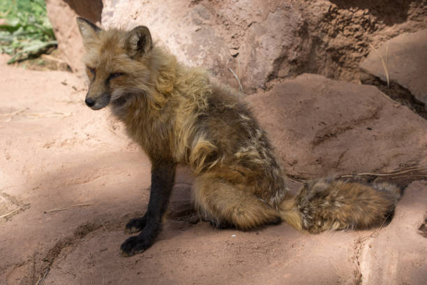 istock Wild dog sitting passivley on rock 1277690961