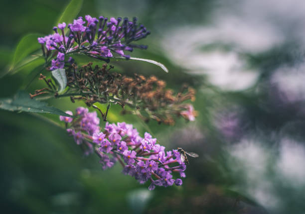 istock Hoverfly on purple flower soft focus vintage lens rendering 1277691980