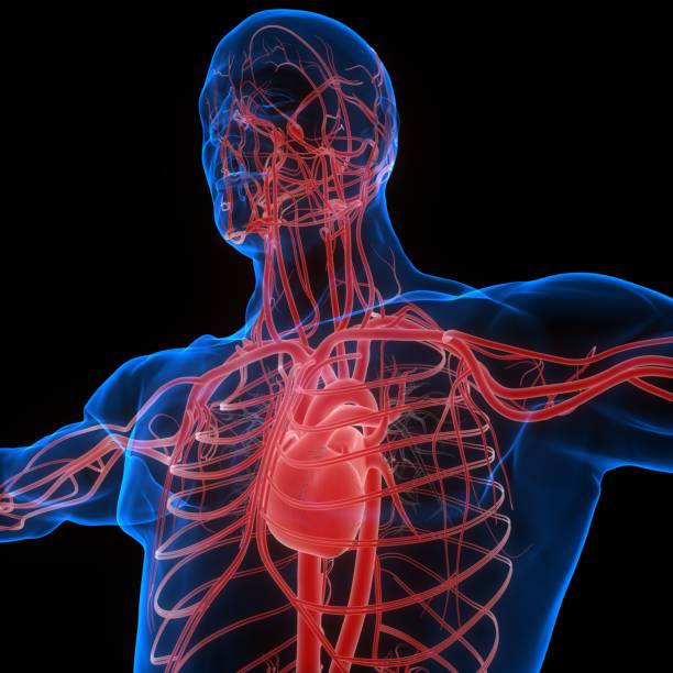 istock Human Circulatory System Heart Anatomy 1277692592