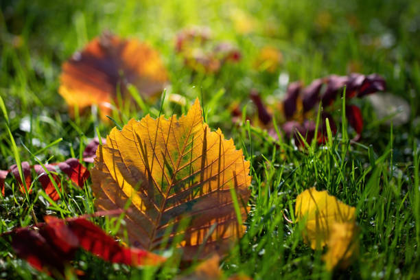 Maple leaves in various autumnal colors; Fall foliage