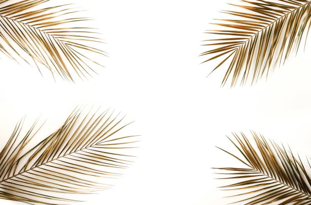 istock Gold palm leaves frame isolated on a white background. top view. copy space. abstract. 1277694133