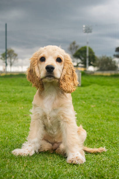 istock Purebred puppy dog 1277695309