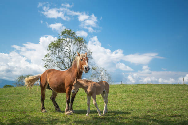 Mares and foals on a green grass pasture in summer, horse stud