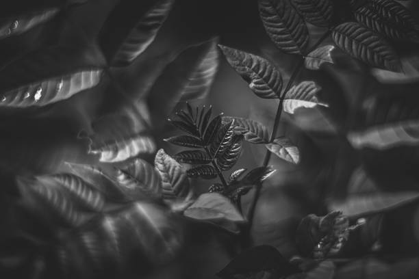 istock plant vintage lens rendering 1277697442