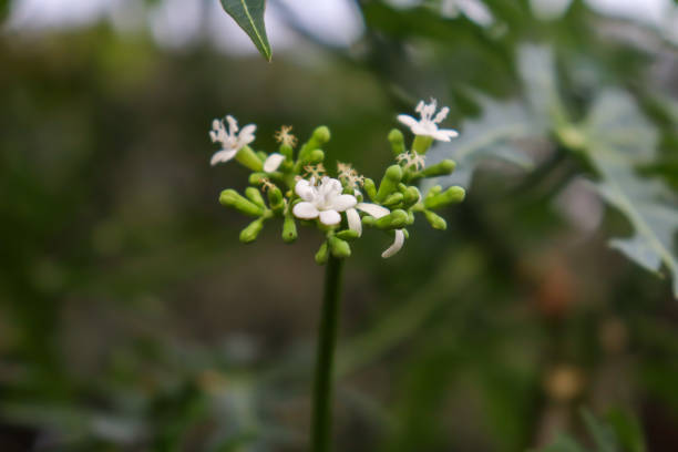 istock Cnidoscolus chayamansa 1277697711