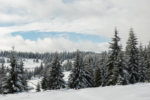 istock Fairy winter landscape with fir trees 1277699086