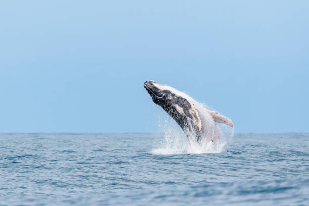 joven ballena jorobada (megaptera novaeangliae) rompiendo. - saltos fuera del agua fotografías e imágenes de stock