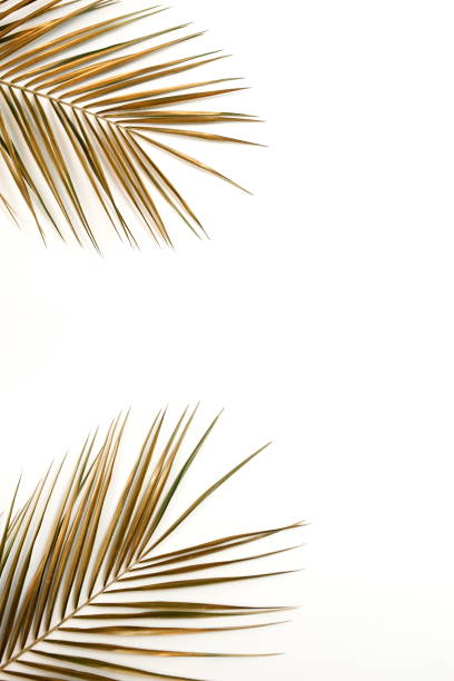 istock Gold palm leaves frame isolated on a white background. top view. copy space. abstract. 1277699356