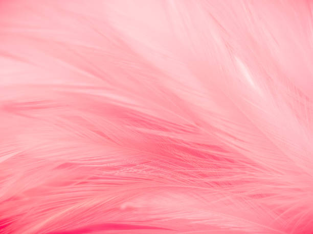 istock Beautiful abstract gray and pink feathers on white background,  white feather frame texture on pink pattern and pink background 1277701220