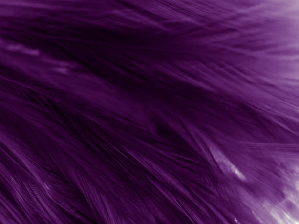 istock Beautiful abstract purple feathers on dark background and soft white pink feather texture on dark pattern and light blue background, colorful feather, purple banners 1277701272
