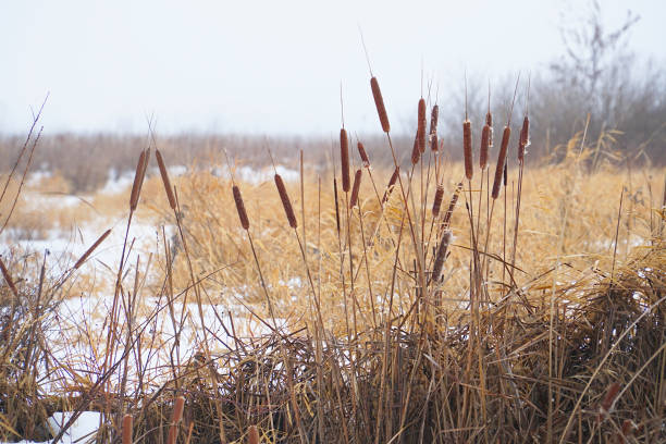 queue sèche de chat, herbe de marais sur un fond neigeux - frozen cold lake reed photos et images de collection