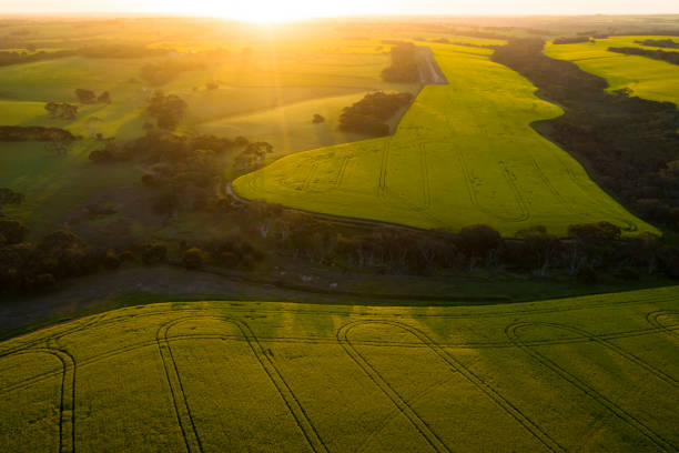 vista aérea de los campos agrícolas de canola no modificados genéticamente - non rural scene fotografías e imágenes de stock