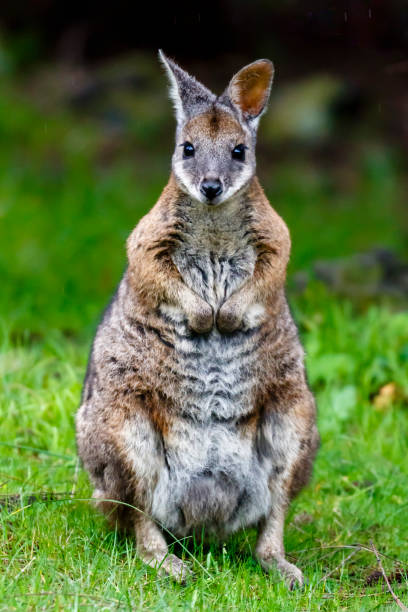 Tammar wallaby (Macropus eugenii) Tammar Wallabies thrive in dense coastal heath and scrub land. This makes Kangaroo Island the perfect home for them. wallaby stock pictures, royalty-free photos & images