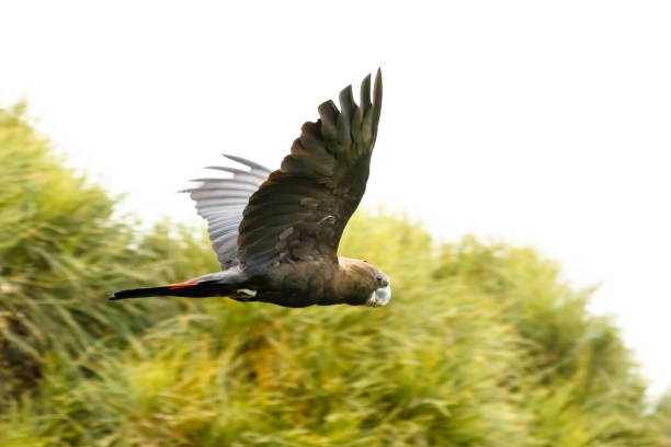 istock Glossy black-cockatoo (Calyptorhynchus lathami halmaturinus) on Kangaroo Island 1277703973