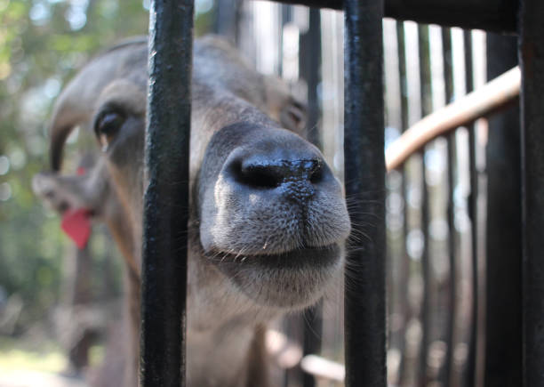 istock wild goat animal behind bars looks muzzle stuck out head 1277703997