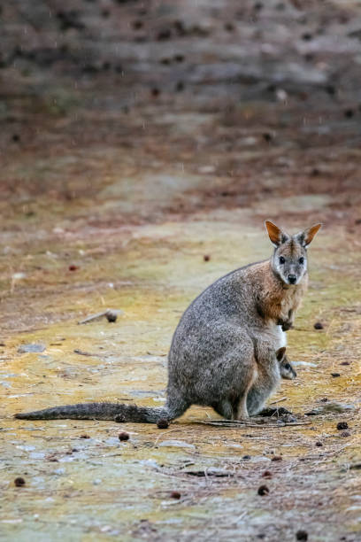 istock Tammar wallaby (Macropus eugenii) with joey in the pouch 1277704124
