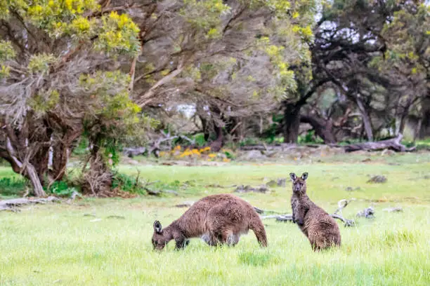 As a result of a prolonged period of isolation from mainland Australia, the Kangaroo Island Kangaroo is noticeably different from other Western Grey species. Due to the Kangaroo Island landscape, this species have adapted to being shorter, stockier and a darker chocolate-brown colour. They characteristically have darker tips, such as ears, paws, feet and tails.